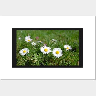 Oxeye Daisy Flower with grass background Posters and Art